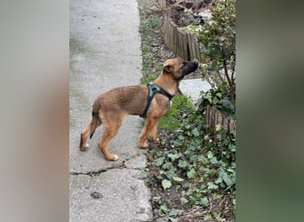 MARK - Malinois-Bub sucht seine Menschen
