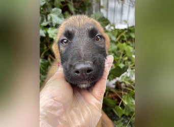 BETSY - Malinois-Mädchen sucht ihre Menschen