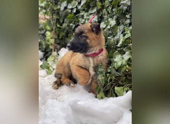 BERNARD - Malinois-Bub sucht seine Menschen