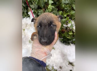 BERNARD - Malinois-Bub sucht seine Menschen