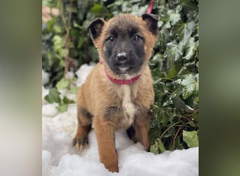 BERNARD - Malinois-Bub sucht seine Menschen