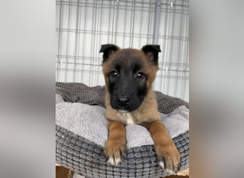 BERNARD - Malinois-Bub sucht seine Menschen