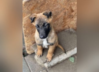 BERNARD - Malinois-Bub sucht seine Menschen