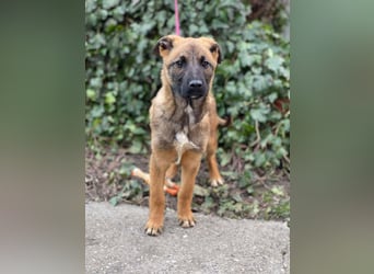 MARK - Malinois-Bub sucht seine Menschen