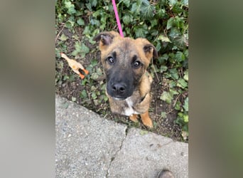 MARK - Malinois-Bub sucht seine Menschen