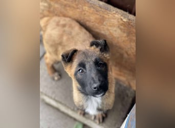 BERNARD - Malinois-Bub sucht seine Menschen