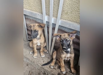 Malinoi Schäferhund Welpen Weibchen Tierschutz Bundesweite Vermittlung
