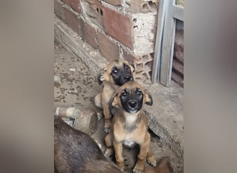 Malinoi Schäferhund Welpen Weibchen Tierschutz Bundesweite Vermittlung