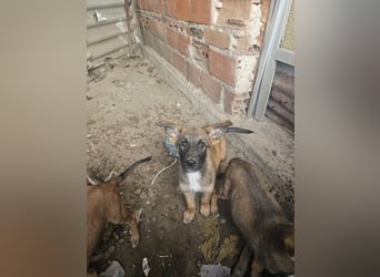 Malinoi Schäferhund Welpen Weibchen Tierschutz Bundesweite Vermittlung