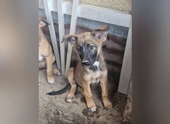 Malinoi Schäferhund Welpen Weibchen Tierschutz Bundesweite Vermittlung