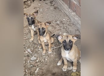 Malinoi Schäferhund Welpen Weibchen Tierschutz Bundesweite Vermittlung