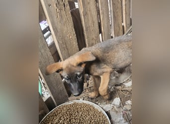 Malinoi Schäferhund Welpen Weibchen Tierschutz Bundesweite Vermittlung
