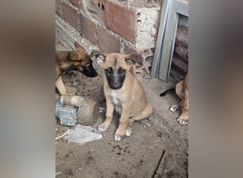 Malinoi Schäferhund Welpen Weibchen Tierschutz Bundesweite Vermittlung