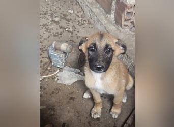 Malinoi Schäferhund Welpen Weibchen Tierschutz Bundesweite Vermittlung