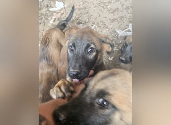 Malinoi Schäferhund Welpen Weibchen Tierschutz Bundesweite Vermittlung