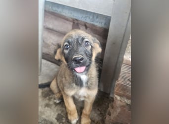Malinoi Schäferhund Welpen Weibchen Tierschutz Bundesweite Vermittlung