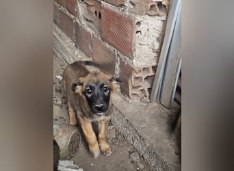 Malinoi Schäferhund Welpen Weibchen Tierschutz Bundesweite Vermittlung
