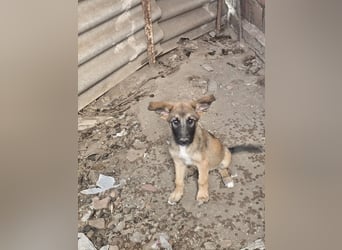 Malinoi Schäferhund Welpen Weibchen Tierschutz Bundesweite Vermittlung