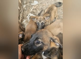 Malinoi Schäferhund Welpen Weibchen Tierschutz Bundesweite Vermittlung