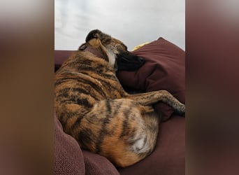 ❤️ Ein lieber, sensibler Hund sucht sein Für-immer-Zuhause