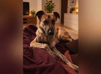 ❤️ Ein lieber, sensibler Hund sucht sein Für-immer-Zuhause