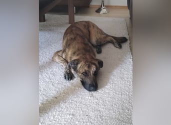 ❤️ Ein lieber, sensibler Hund sucht sein Für-immer-Zuhause