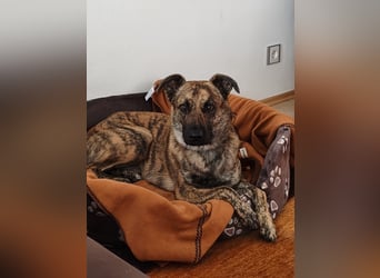 ❤️ Ein lieber, sensibler Hund sucht sein Für-immer-Zuhause