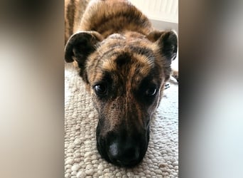 ❤️ Ein lieber, sensibler Hund sucht sein Für-immer-Zuhause