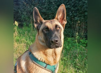 Dynamische Malinois-Schäferhund Mischlingshündin Mila wartet in 15910 Unterspreewald.