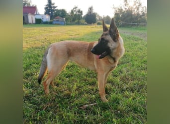 Dynamische Malinois-Schäferhund Mischlingshündin Mila wartet in 15910 Unterspreewald.
