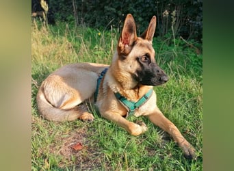 Dynamische Malinois-Schäferhund Mischlingshündin Mila wartet in 15910 Unterspreewald.