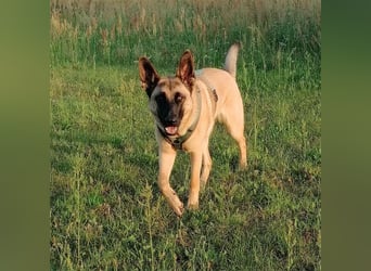 Dynamische Malinois-Schäferhund Mischlingshündin Mila wartet in 15910 Unterspreewald.