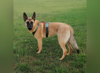 Dynamische Malinois-Schäferhund Mischlingshündin Mila wartet in 15910 Unterspreewald.