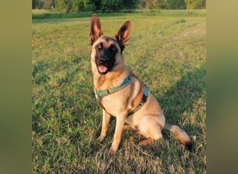 Dynamische Malinois-Schäferhund Mischlingshündin Mila wartet in 15910 Unterspreewald.