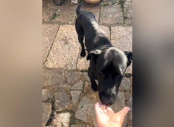 Valentino V45 ist ein sensibler Rohdiamant