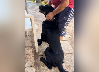 Valentino V45 ist ein sensibler Rohdiamant