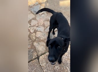 Valentino V45 ist ein sensibler Rohdiamant