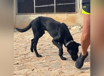 Valentino V45 ist ein sensibler Rohdiamant