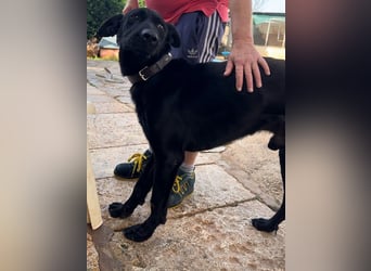 Valentino V45 ist ein sensibler Rohdiamant