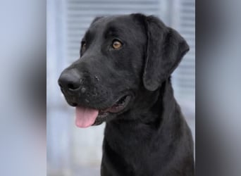 Tesla hat ein wunderbares, loyales Wesen