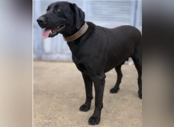 Tesla hat ein wunderbares, loyales Wesen