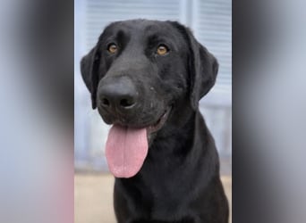 Tesla hat ein wunderbares, loyales Wesen