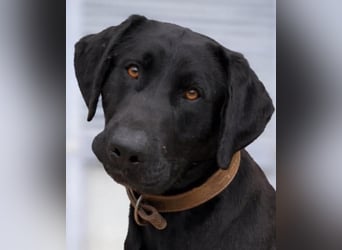 Tesla hat ein wunderbares, loyales Wesen