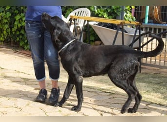 Menut ist ein außergewöhnlicher Hund