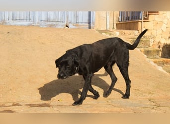 Menut ist ein außergewöhnlicher Hund
