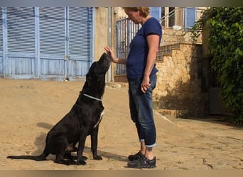 Menut ist ein außergewöhnlicher Hund