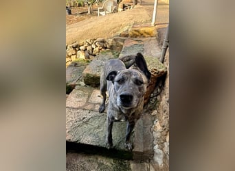 Estrella V70 sucht empathische Menschen