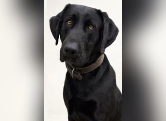 Tesla hat ein wunderbares, loyales Wesen