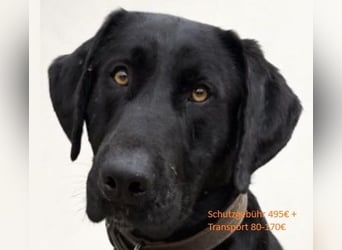 Tesla hat ein wunderbares, loyales Wesen