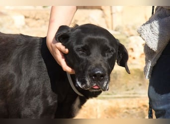 Menut ist ein außergewöhnlicher Hund